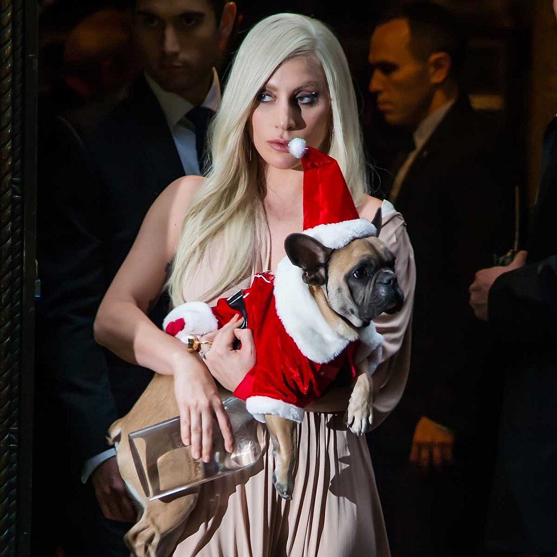 Stars, die entführt wurden: Lady Gagas Hunde wurden gekidnappt!