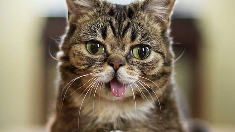 2,4 Millionen Abos: Instagram-Katze tot! - Foto: Instagram: @iamlilbub