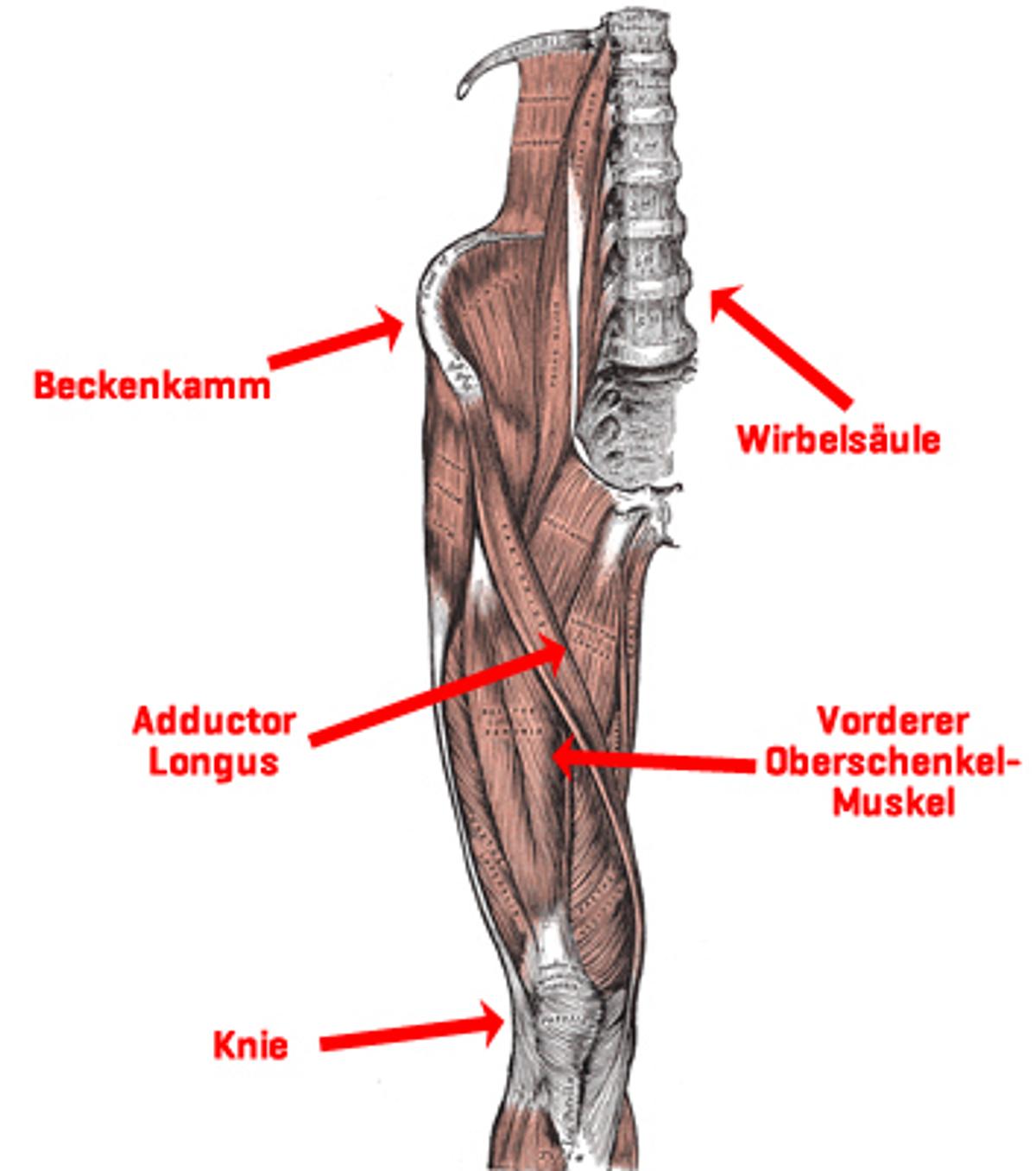 Muskeln des Beckenkamms