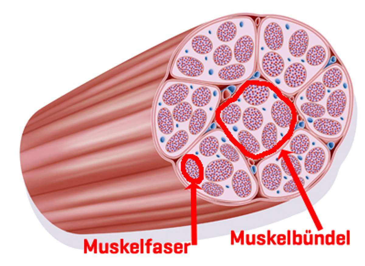 Muskelbündelriss: Was ist das genau? | BRAVO