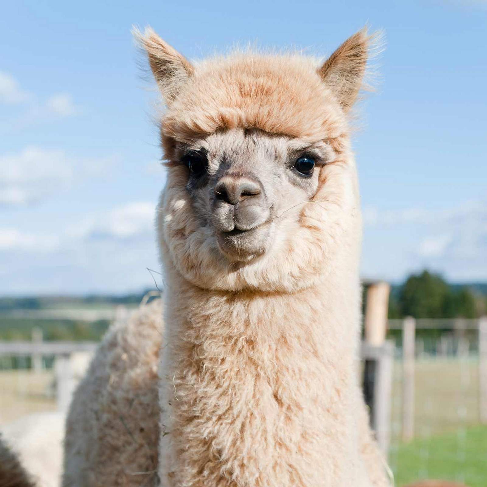 Happy lama sad lama. Альпака Тибет. Шерстистая альпака. Альпака нубийская. Альпака детеныш.