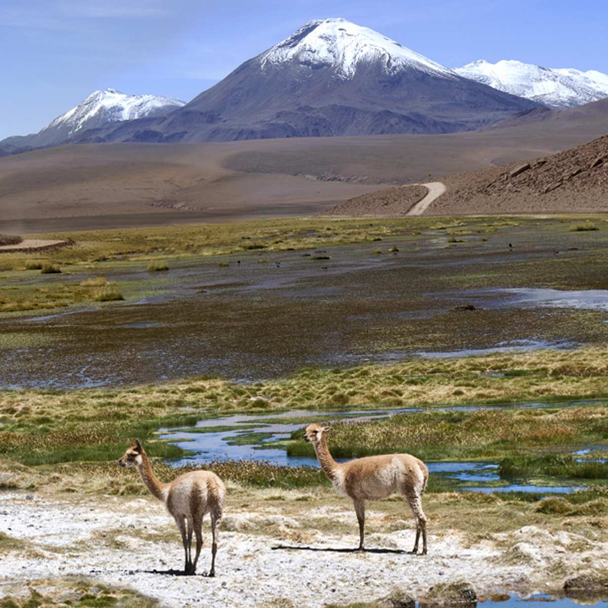 Alpakas in Chile