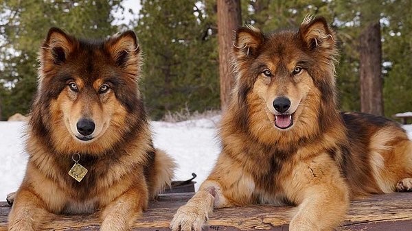 Angriff der Klon-Tiere: Instagrammer klonen Haustiere - Foto: Instagram/@wander_with_willow