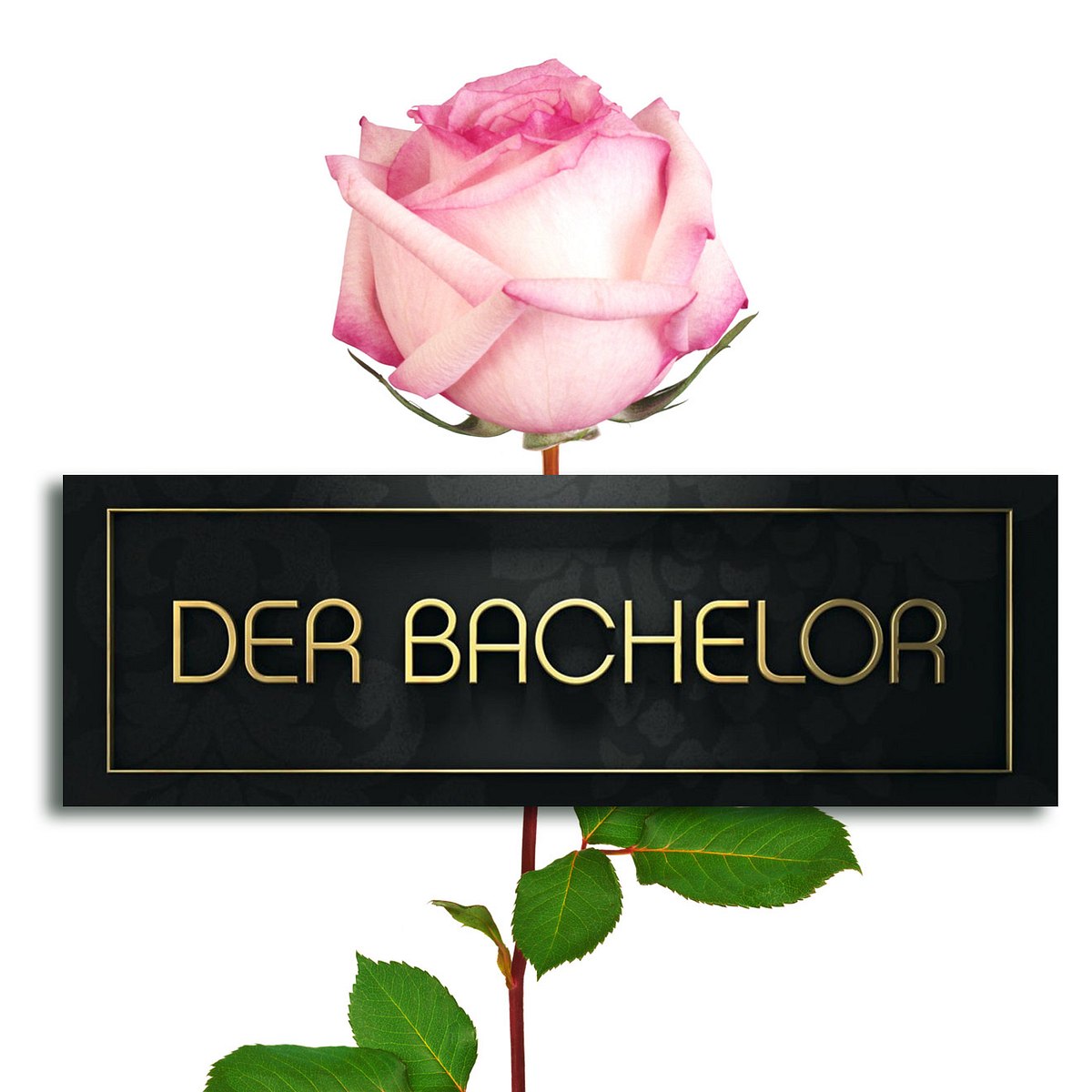 Wer wird wohl der nächste Bachelor?