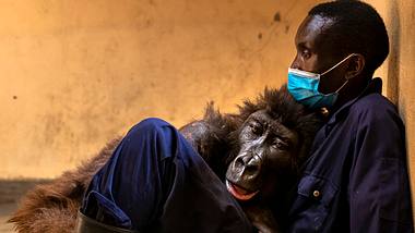 Beliebter Meme Gorilla gestorben - Foto: Brent Stirton / getty Images