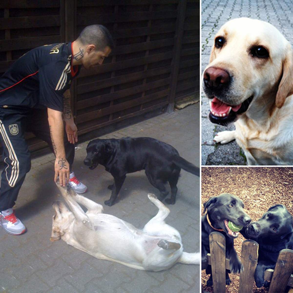 Bushido mit seinen Hunden