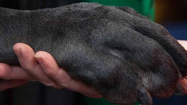 Das ist der größte Hund der Welt! ? - Foto: Sandra Mailer / Shutterstock / Imago