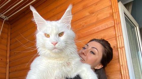 Das ist die größte Hauskatze der Welt! - Foto: @yuliyamnn / Instagram