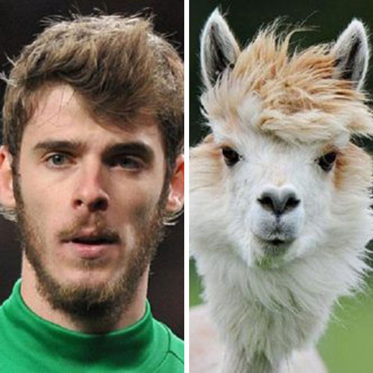 David de Gea.