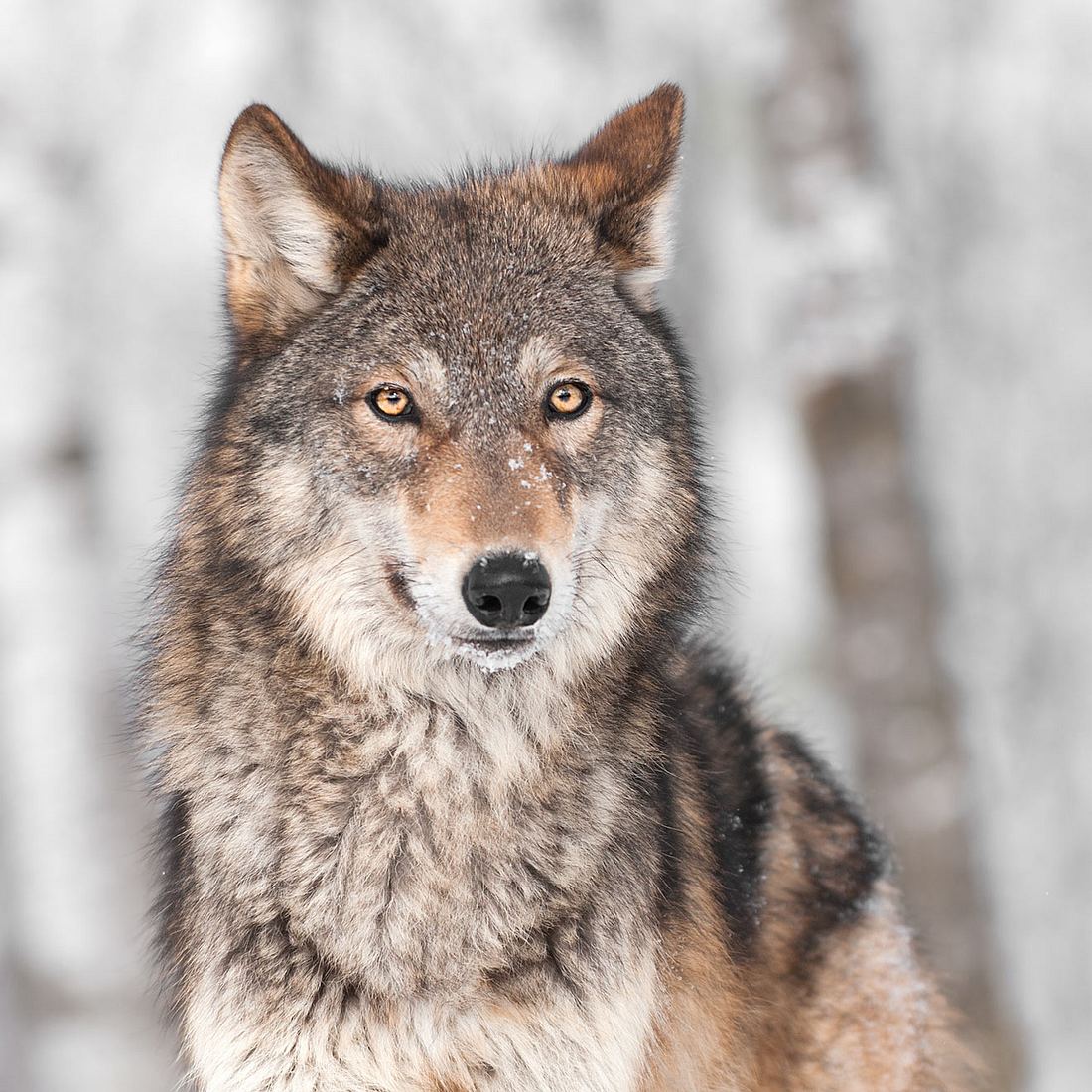 In Deutschland werden immer mehr Wölfe gesichtet.