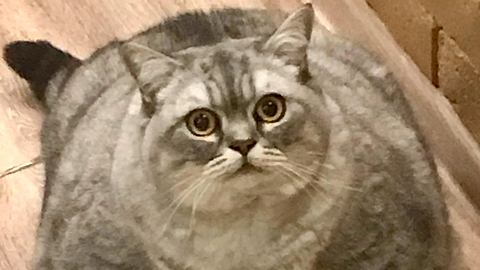 Die dickste Katze der Welt! ? - Foto: @fedupcat / Instagram