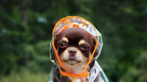Die kleinsten Hunderassen der Welt: Chihuahua - Foto: OTSPHOTO - stock.adobe.com