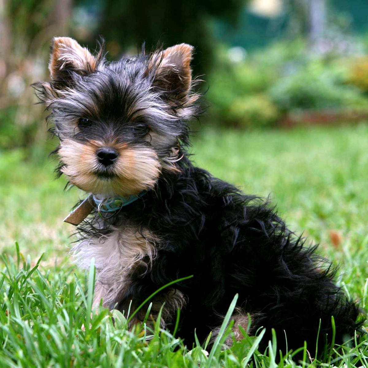 Die kleinsten Hunderassen der Welt: Yorkshire Terrier