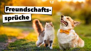 Die schönsten Freundschaftssprüche - Foto: Nataba / iStock