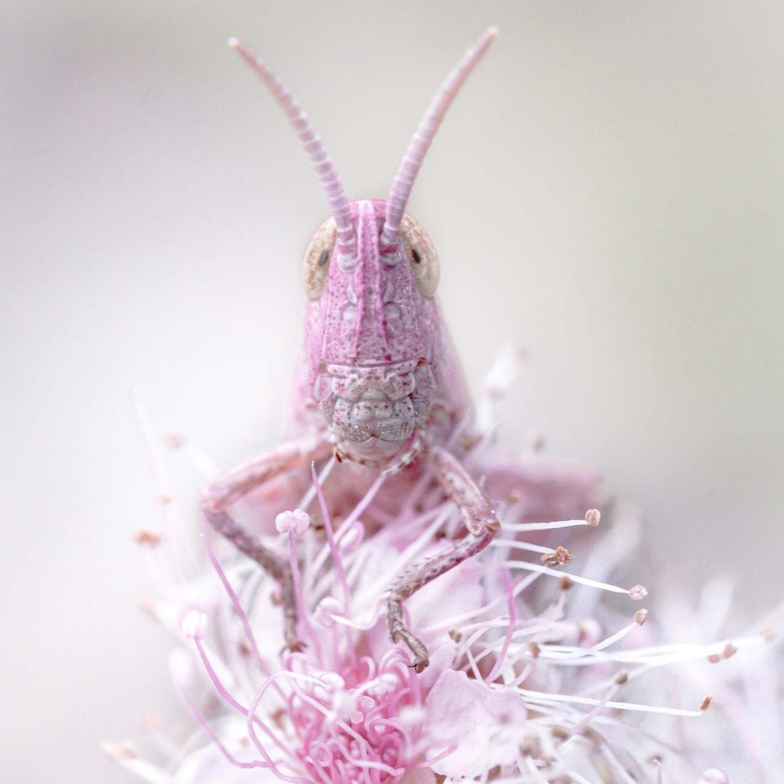 Die süßesten Insekten der Welt: Pinker Grashüpfer