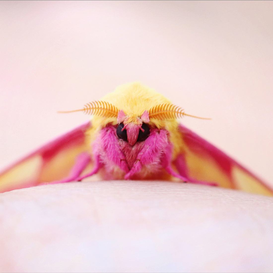 Die süßesten Insekten der Welt: Rosy Maple Moth