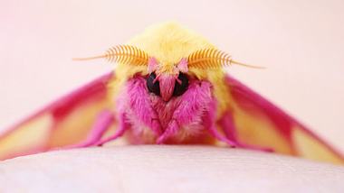 Die süßesten Insekten der Welt: Rosy Maple Moth - Foto: Heather Burditt / iStockPhoto
