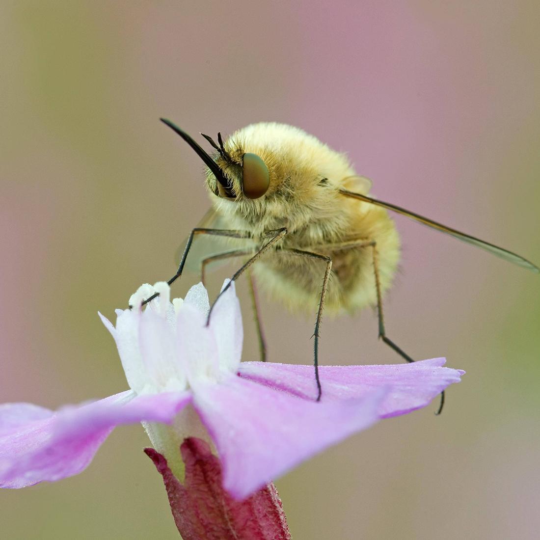 Die süßesten Insekten der Welt: Wollschweber