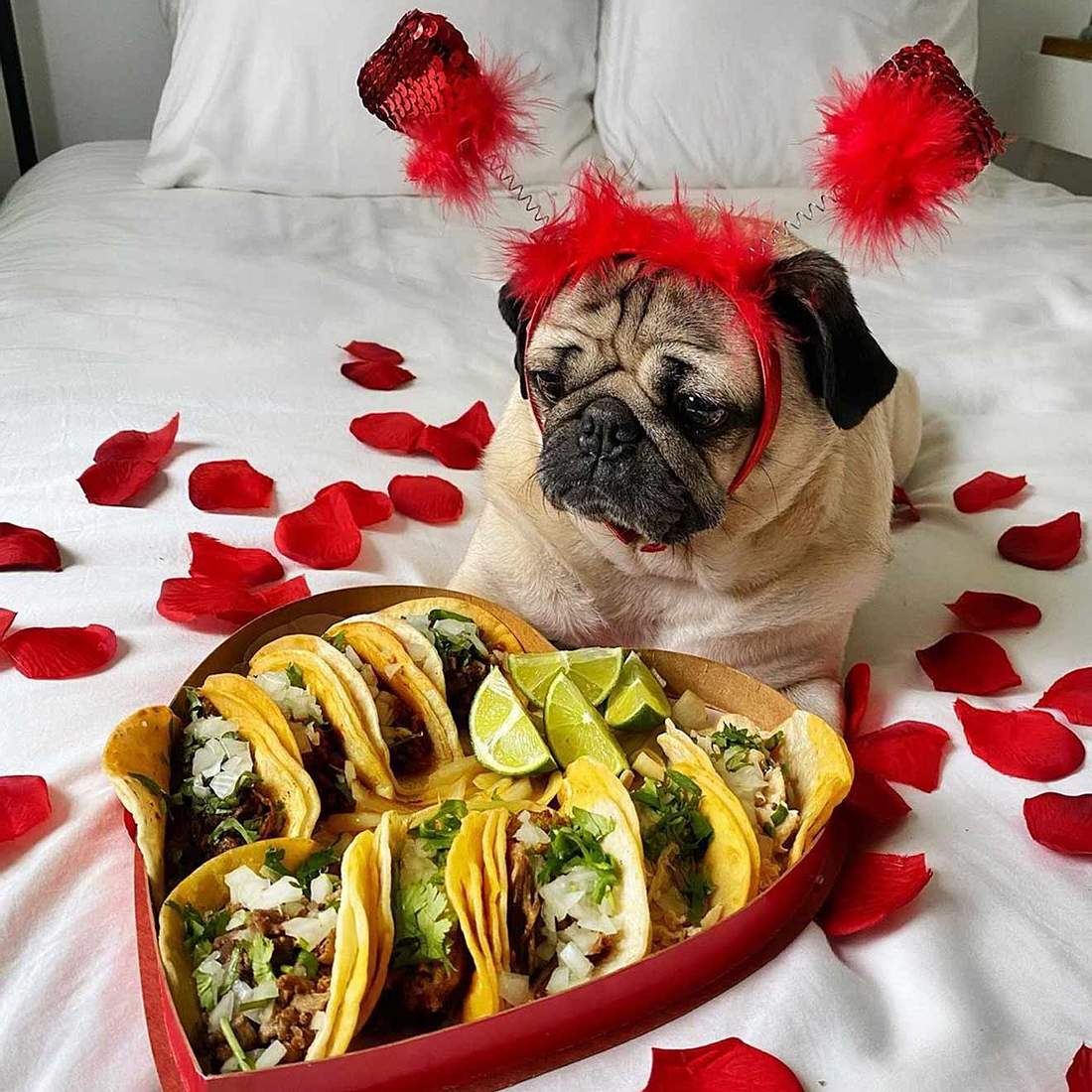 Die süßesten Valentinstags-Fotos der Stars Doug the Pug