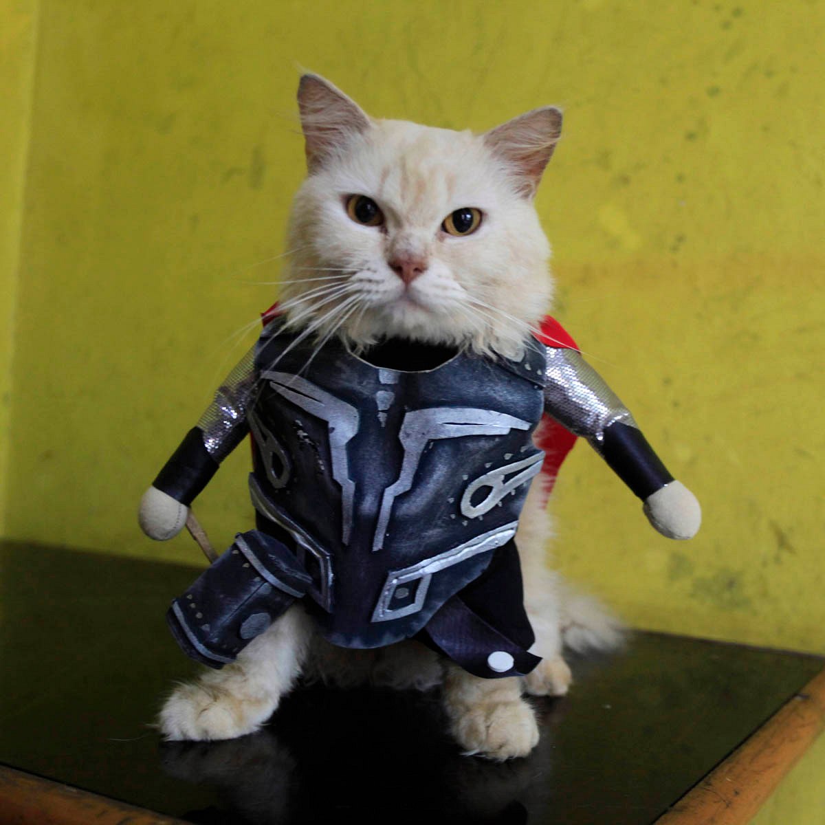 Die witzigsten & coolsten Cosplays: Thor-Katze