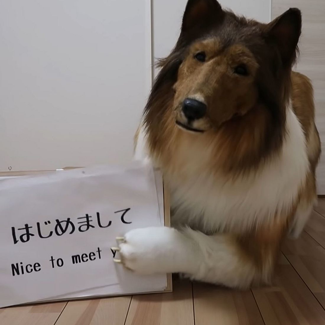 Doppelleben als Hund: Japanischer Mann wird zu Collie