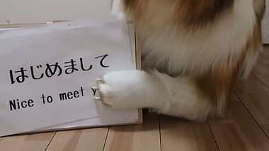 Doppelleben als Hund: Japanischer Mann wird zu Collie - Foto: Youtube @動物になりたい (I want to be an animal)