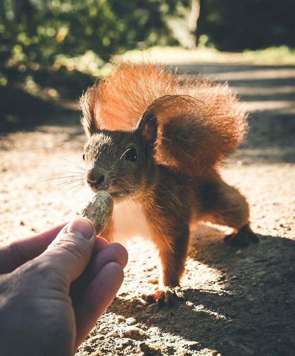 Hautnah: Wer würde einem Einhörnchen auch so nahkommen wollen?