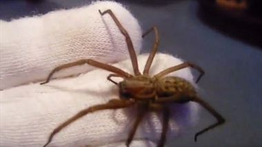 Spinnen-Schock! Diese beißenden Achtbeiner kommen jetzt in unsere Wohnungen - Foto: youtube/screenshot