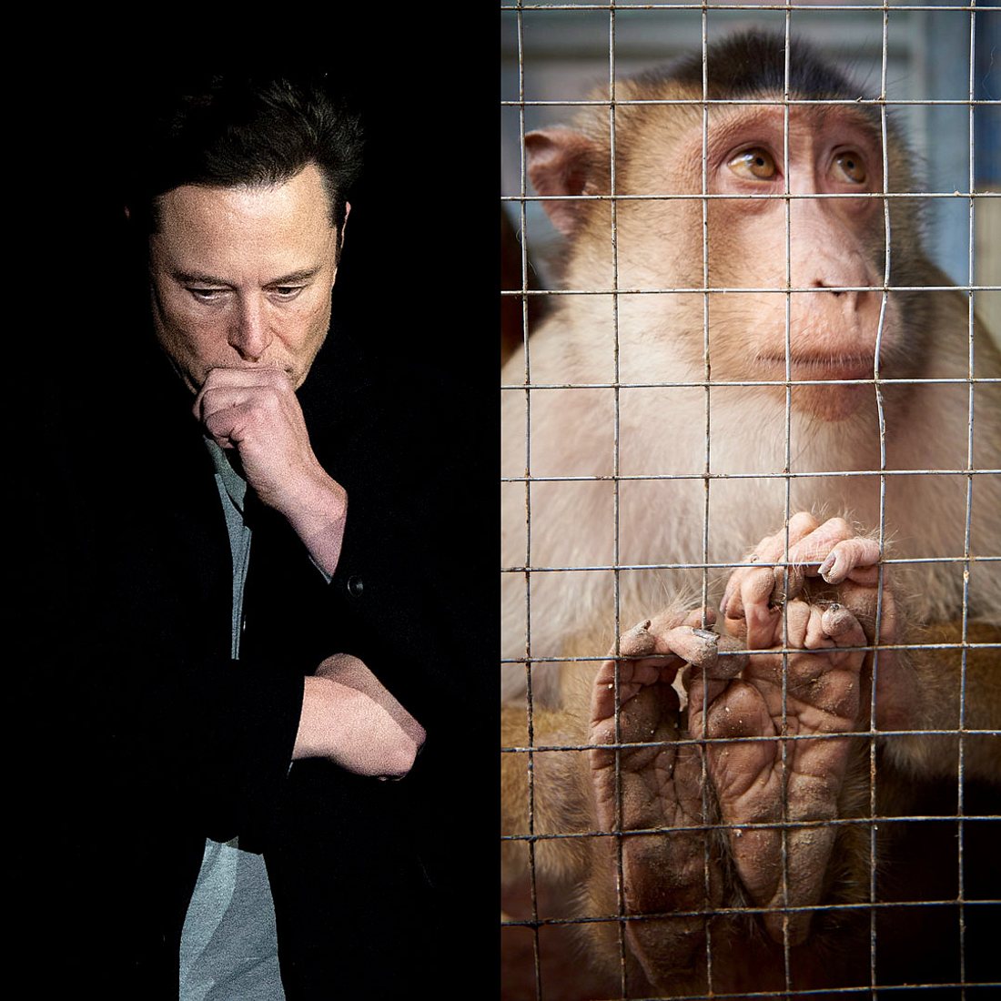 Elon Musk schockt mit Horror-Tierversuchen für neue Erfindung