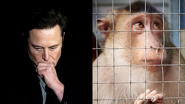 Elon Musk schockt mit Horror-Tierversuchen für neue Erfindung - Foto: JIM WATSON/AFP via Getty Images; iStock/ViktoriiaNovokhatska