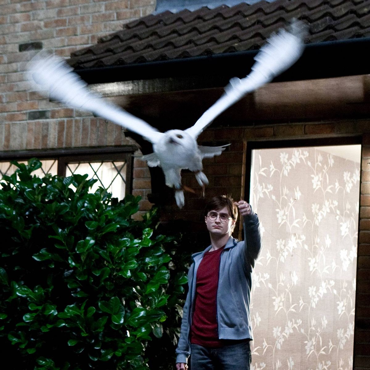 Filmtode: “Harry Potter – Hedwig