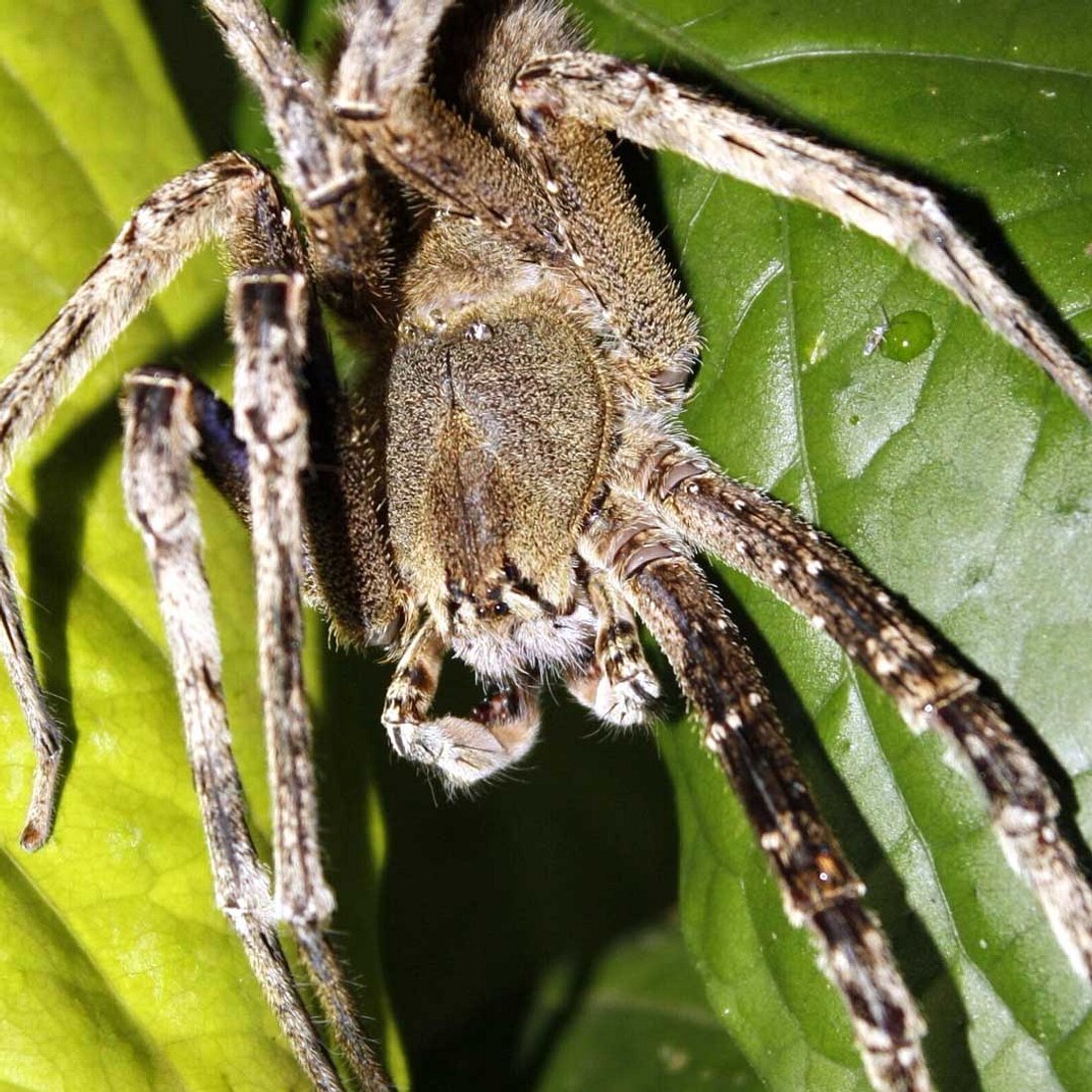 Größte Spinne der Welt in Australien entdeckt