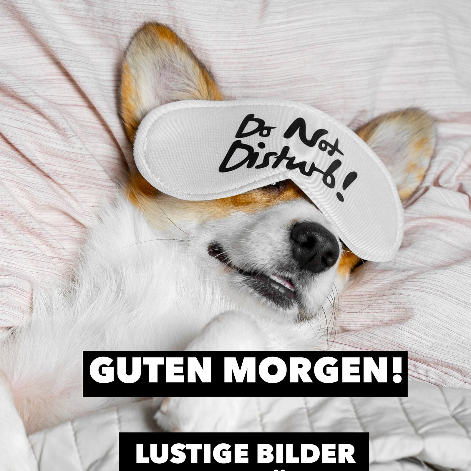 Guten Morgen: 55 lustige Bilder und Sprüche 😎 | BRAVO