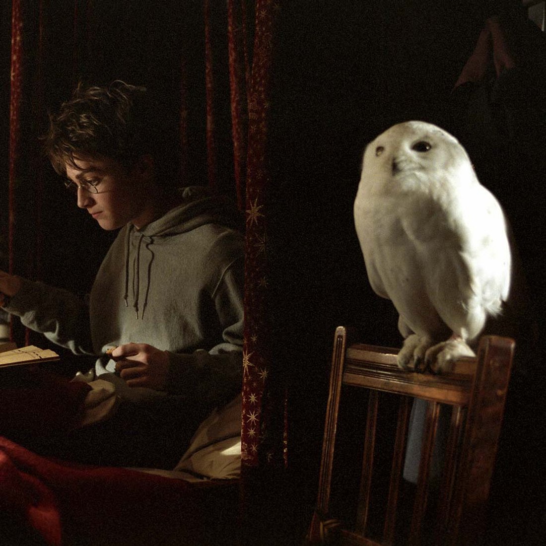 „Harry Potter“-Tode: Hedwig
