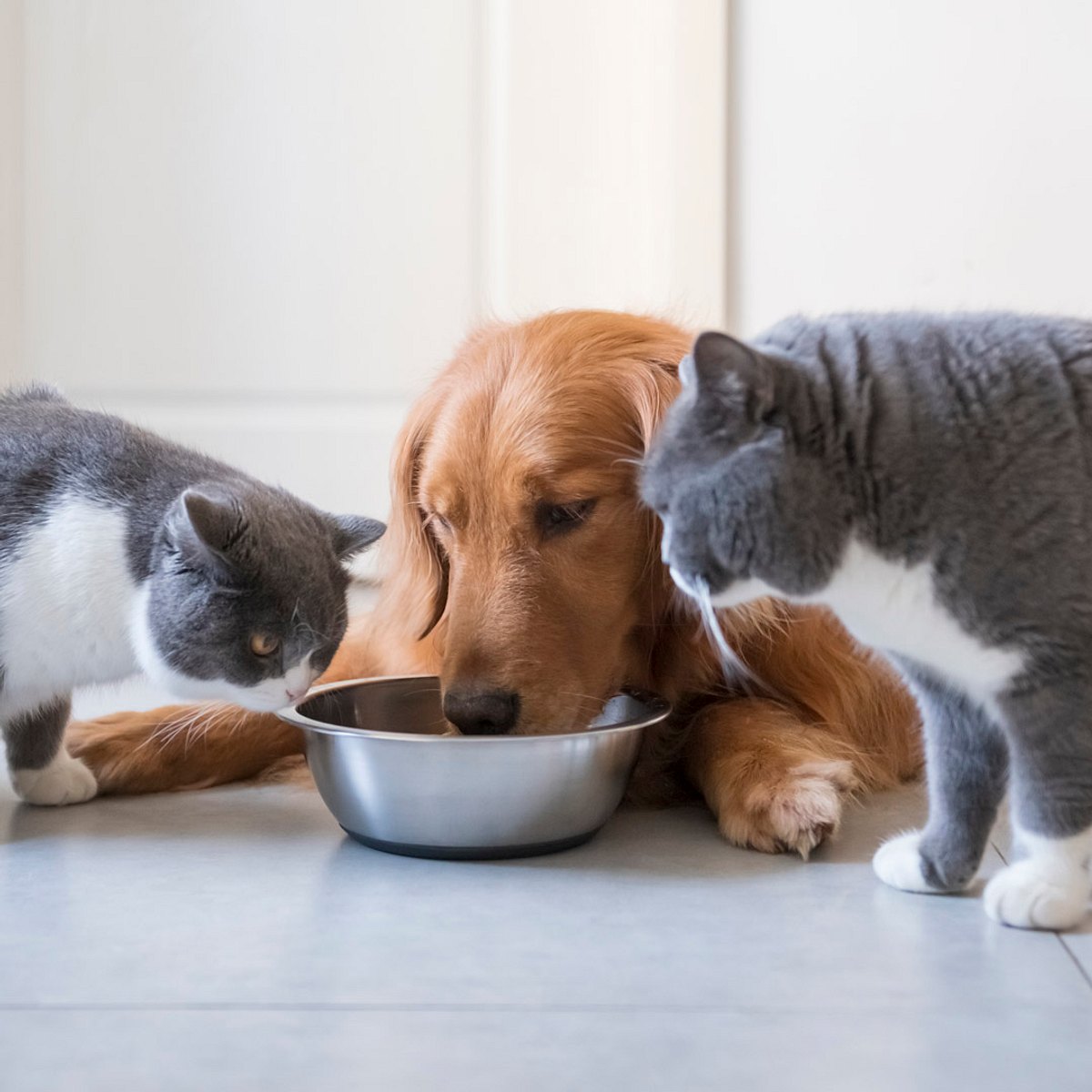 Hunde und Katzen: Insekten füttern statt Fleisch