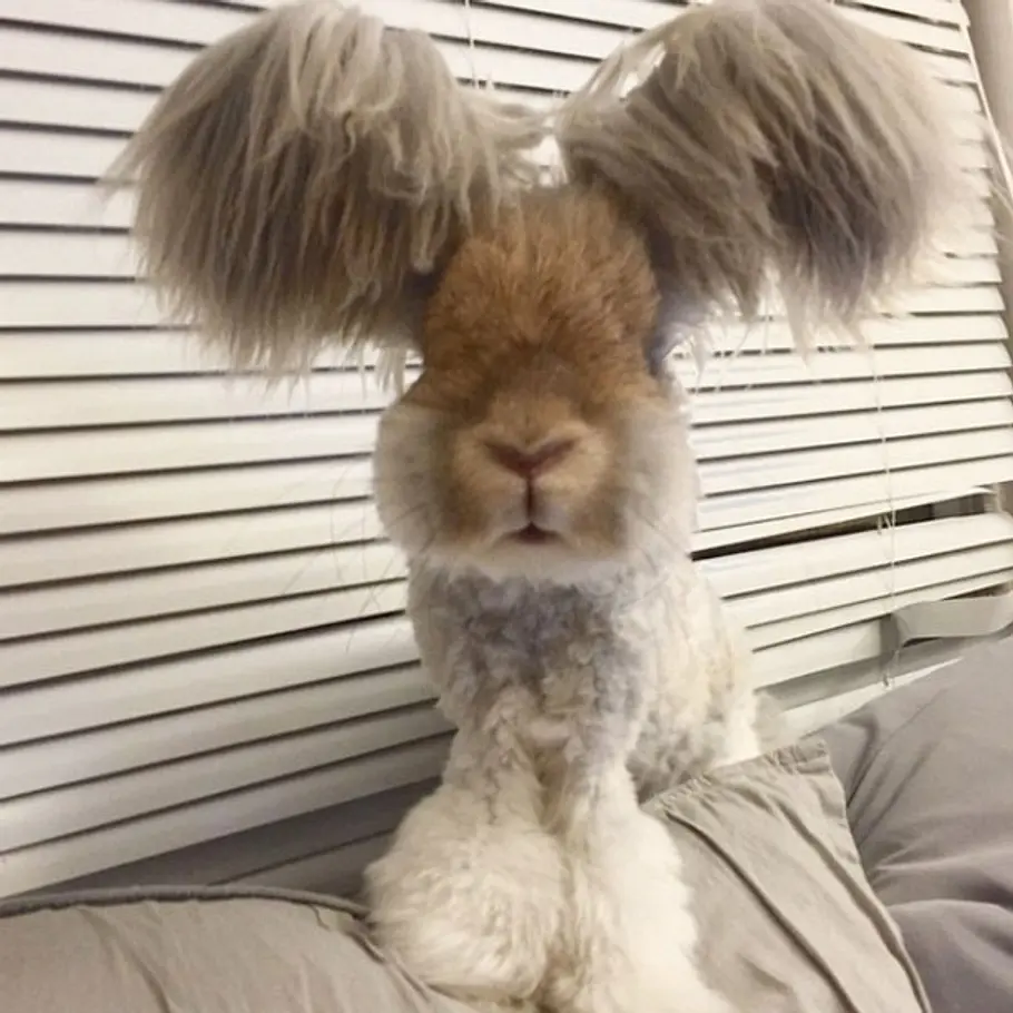 Ist das ein Hund oder ein Hase?