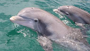 So kennen wir Delfine eigentlich... - Foto: iStock
