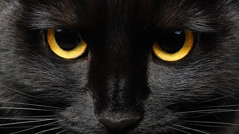 Aberglaube: Was bringt Pech? - Foto: iStock: Petrova Svetlana