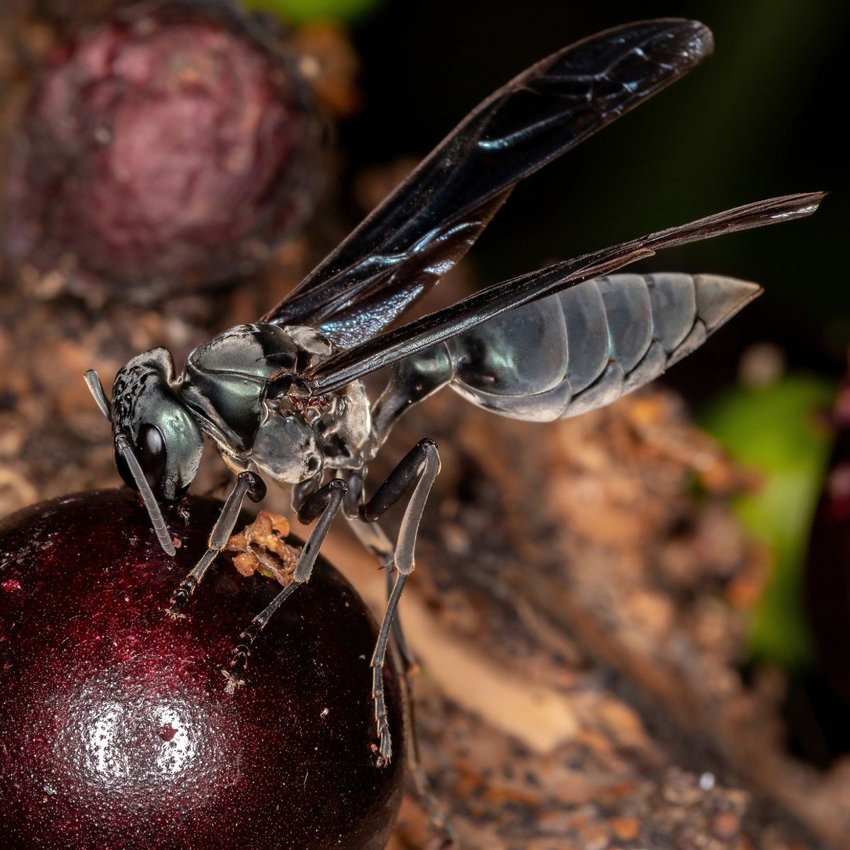 Die 10 schmerzhaftesten Insektenstiche