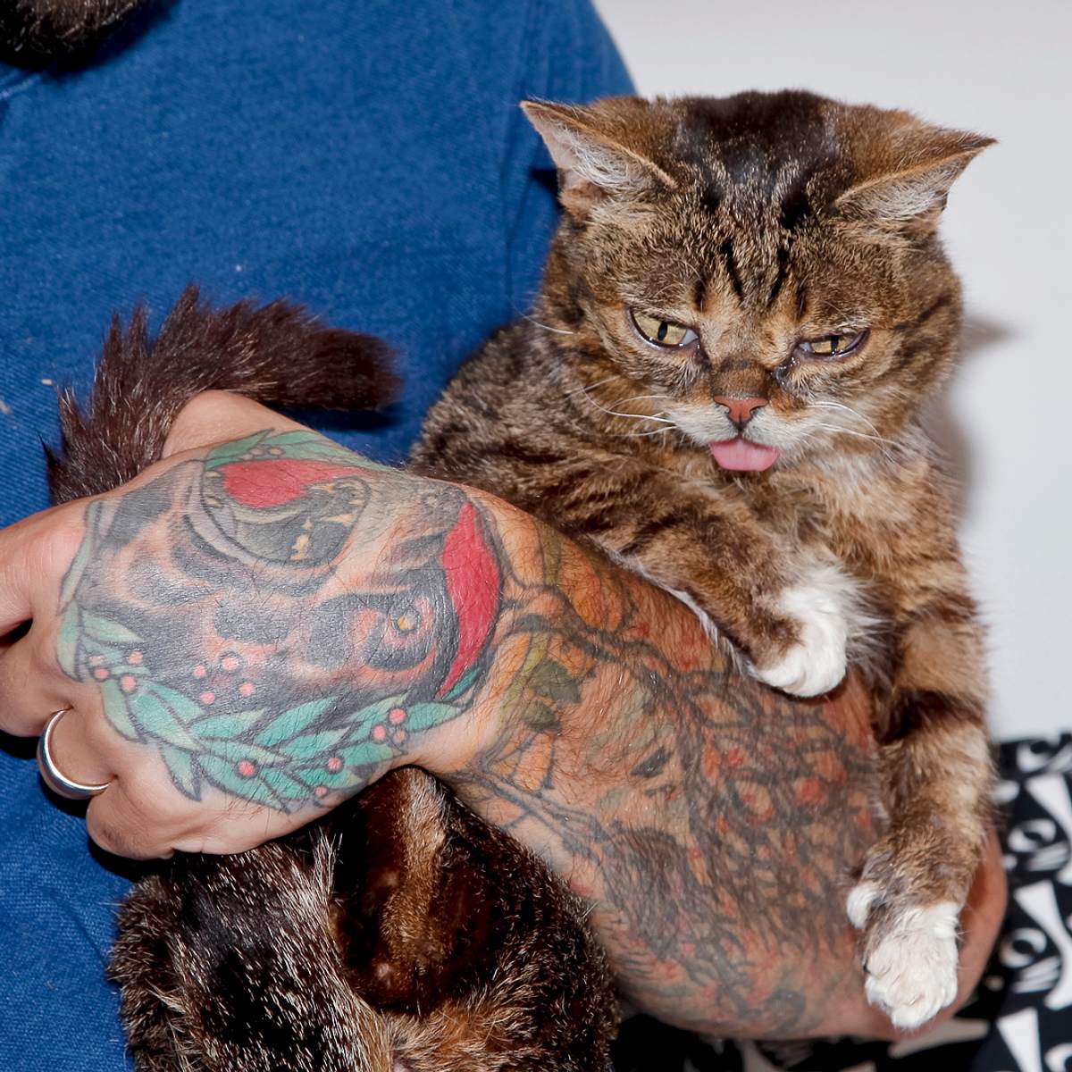 Lil Bub YouTube Katze tot Karriere Aus