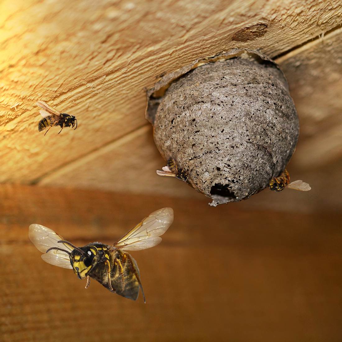Mann von 20.000 Bienen gestochen – 30 verschluckt er ?