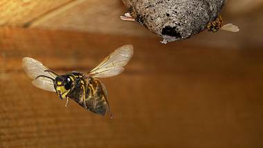 Mann von 20.000 Bienen gestochen – 30 verschluckt er ? - Foto: sunnychicka / iStock