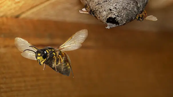Mann von 20.000 Bienen gestochen – 30 verschluckt er ? - Foto: sunnychicka / iStock