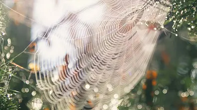 Neue gefährliche Spinnenart nach Deutschland gelangt – Biss hat ernste Folgen! - Foto: kamisoka / iStockphoto
