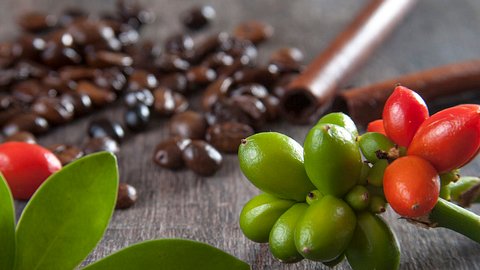 Nie wieder Cappuccino! Schlimmer Grund für Kaffeepflanzen-Aussterben! - Foto: iStock/juankphoto