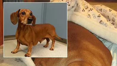 Obie wog vor zwei Jahren noch 35 Kilo! Viel zu viel für einen Dackel! - Foto: Obie Dog Journeys / Facebok