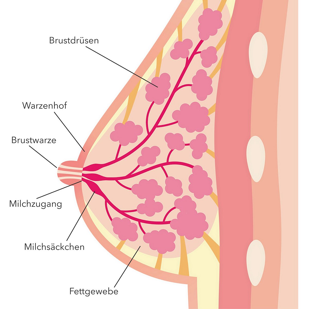 Brustwarzen – So unterschiedlich können Nippel aussehen!