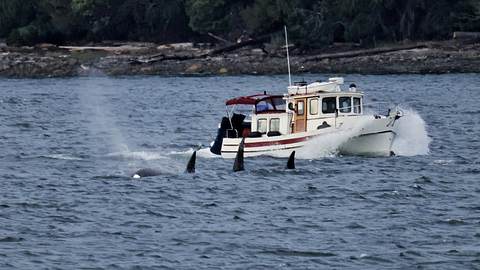 Orcas mögen kein Heavy Metal - Foto: iStock / Charlie Herbert