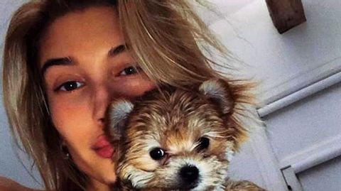 Stars und ihre Hunde