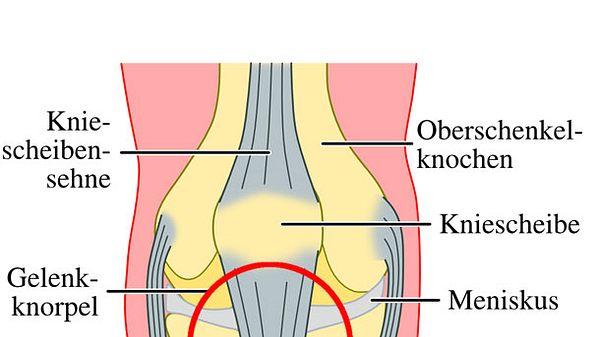 Die Patellasehne hat in unserem Körper eine wichtige Funktion. - Foto: getty images